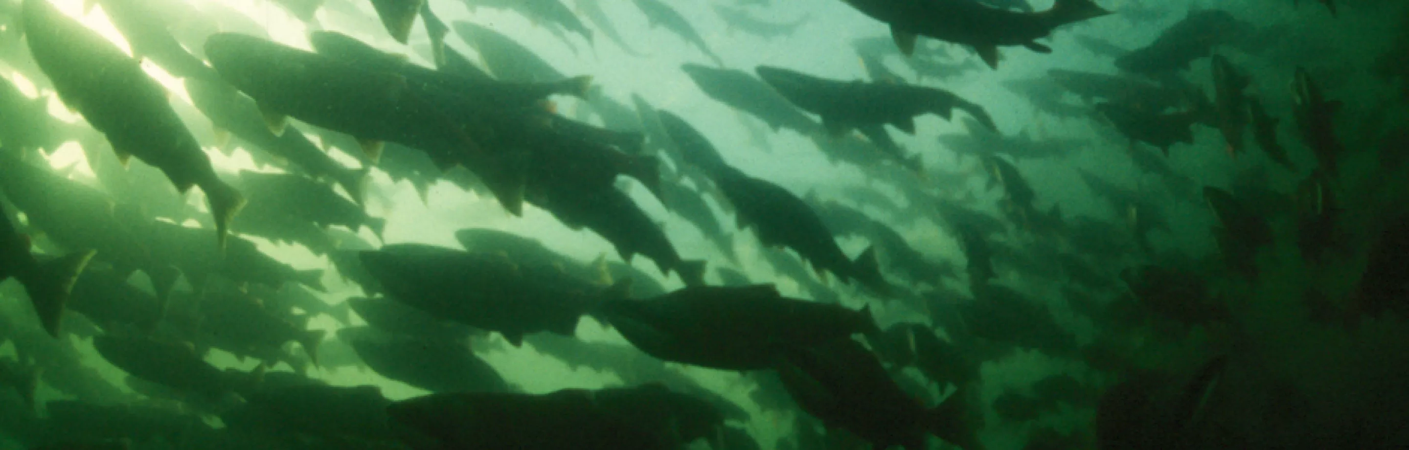 Sockeye salmon swimming